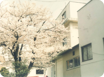 桜の満開時