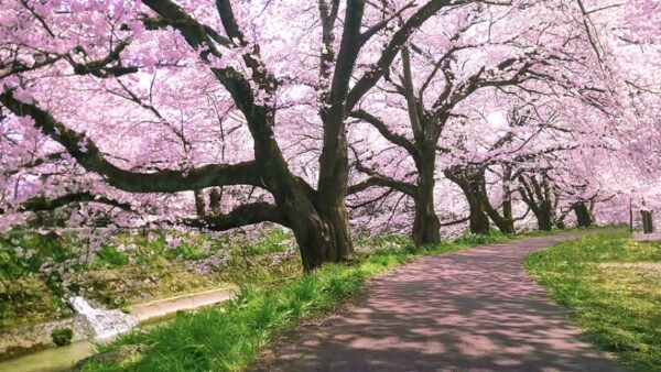 【2024桜開花情報】桜の季節到来～日本ならではの「お花見」文化を楽しもう！